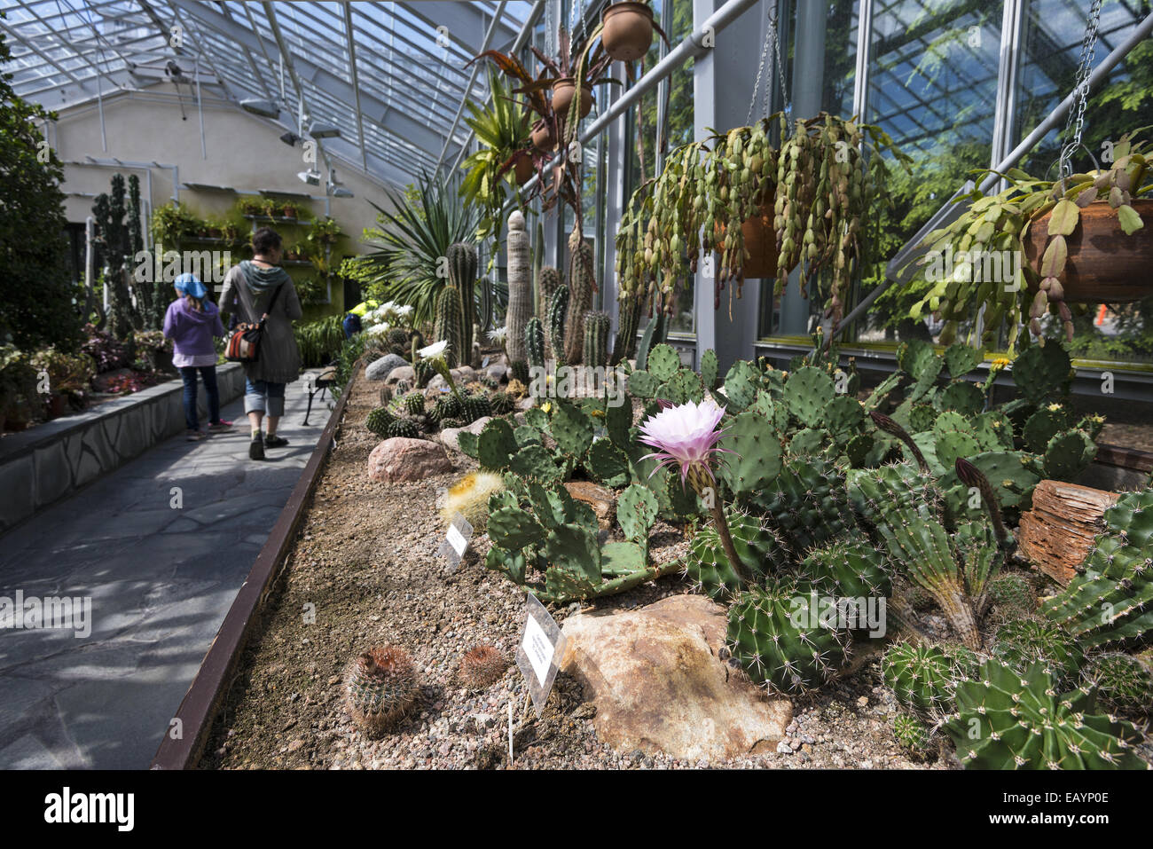 Cactus display inside the Helsinki Winter Garden, Helsinki, Finland Stock  Photo - Alamy