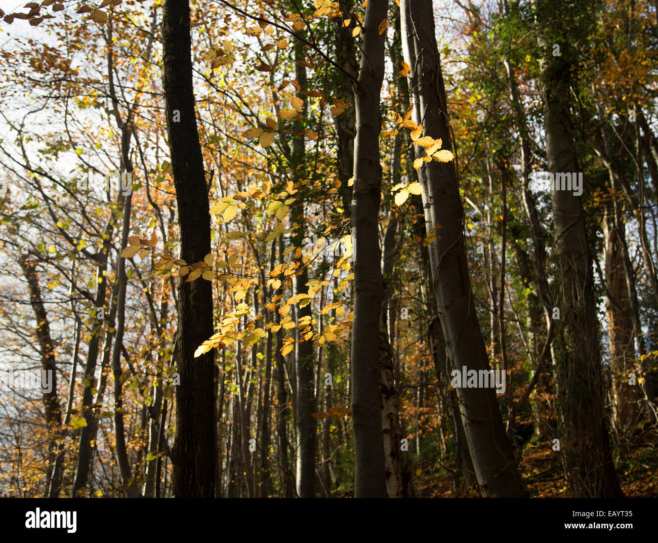 Shining through tall trees hi-res stock photography and images - Alamy