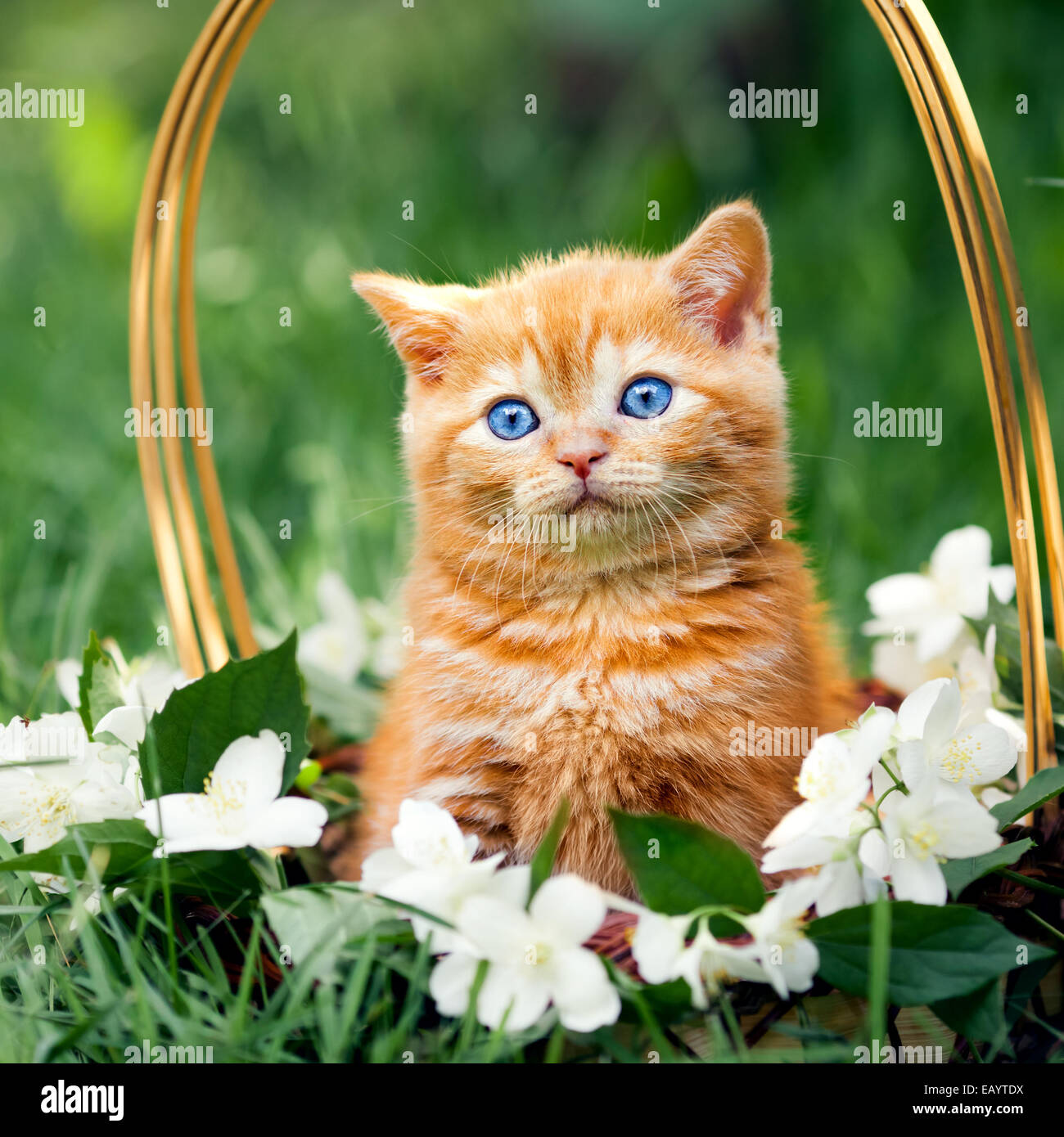 Cute little kitten sitting in a basket with flowers Stock Photo - Alamy