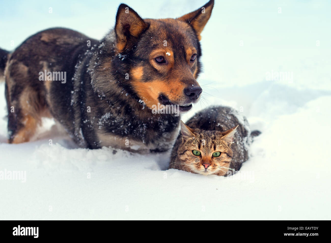 Best friends cat and dog playing outdoor in snow in winter Stock Photo