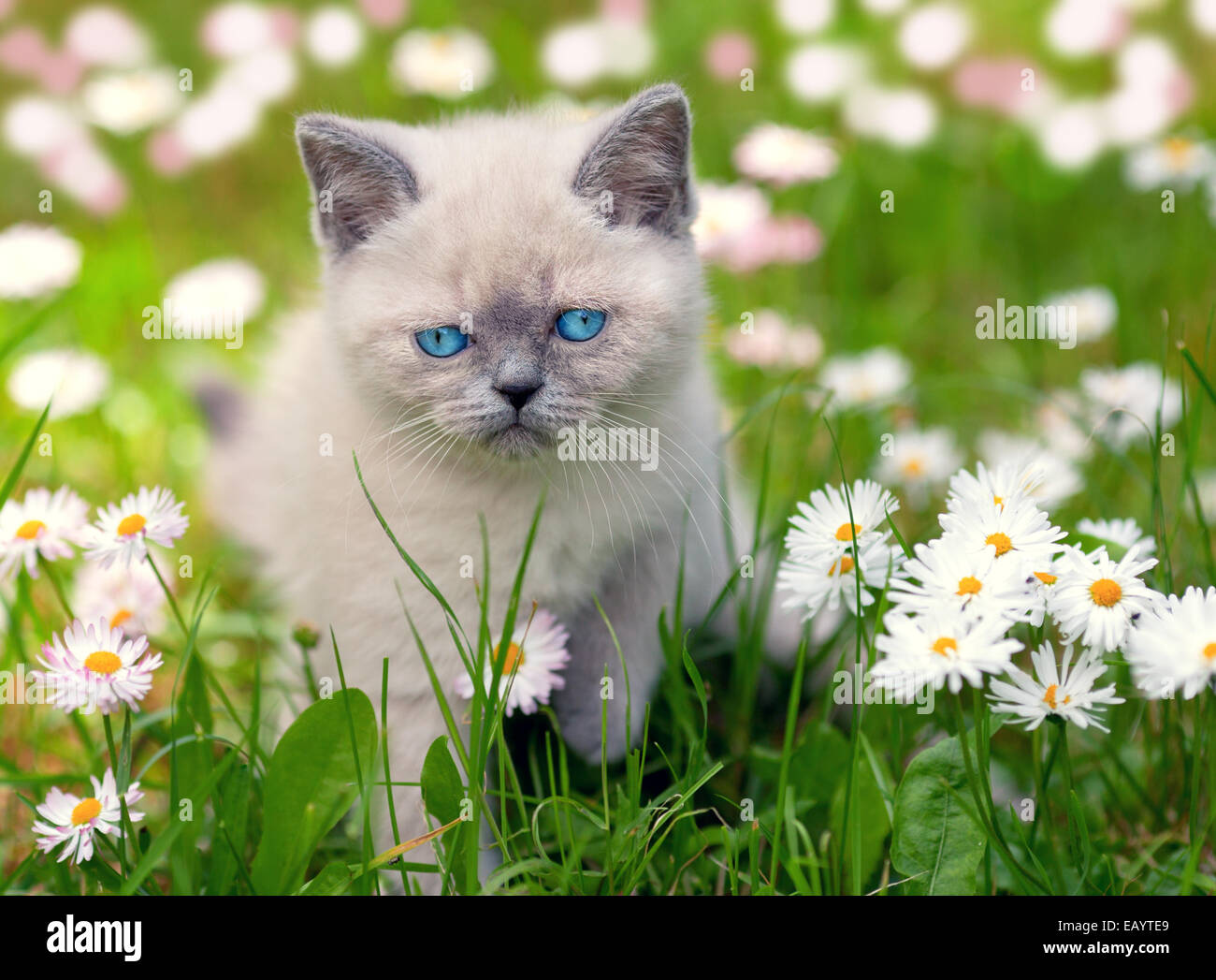 Cute little siamese kitten in the daisy flower lawn Stock Photo
