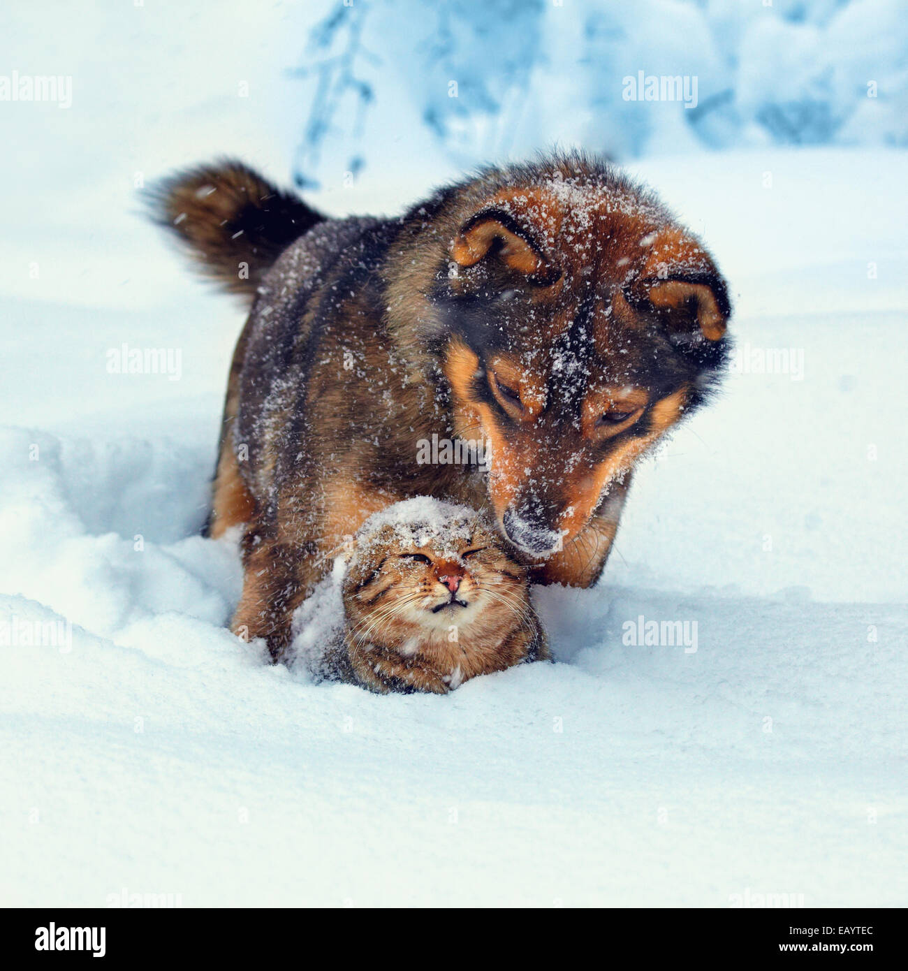 Best friends cat and dog playing outdoor in snow in winter Stock Photo
