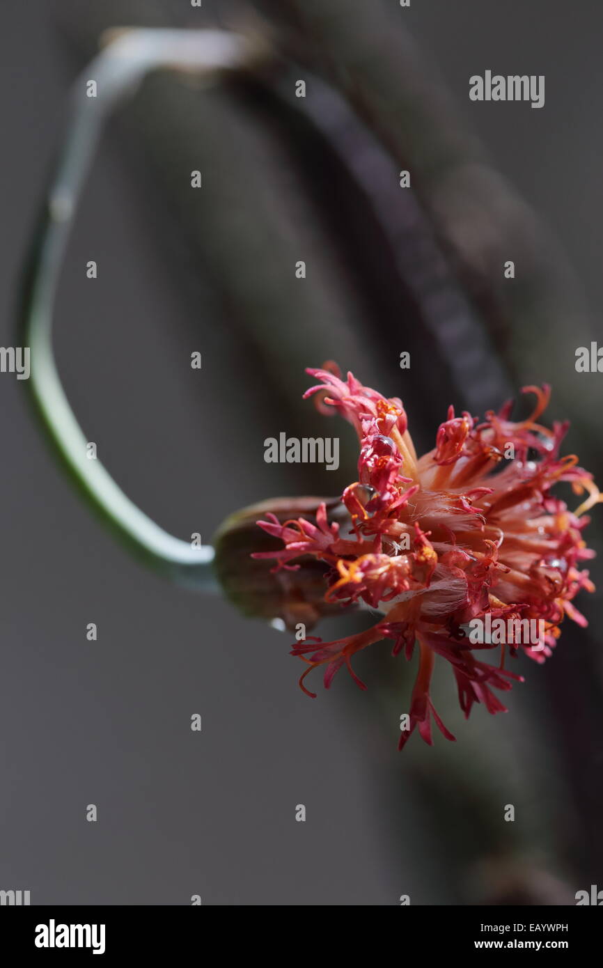 Flowerhead of senecio stapeliiformis, a South African succulent species Stock Photo