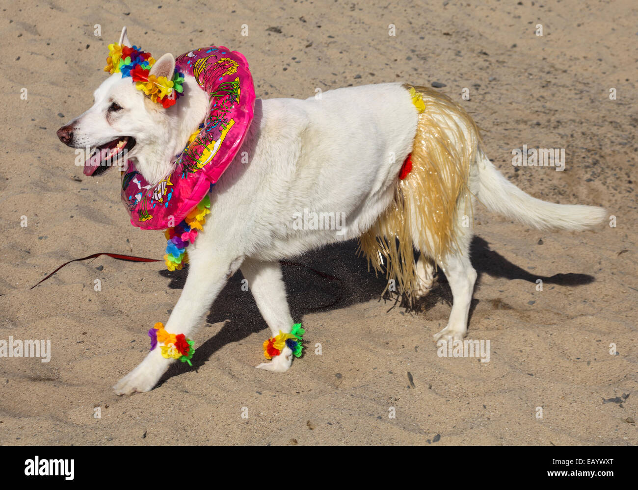 Dog wearing Halloween costume at the beach Stock Photo