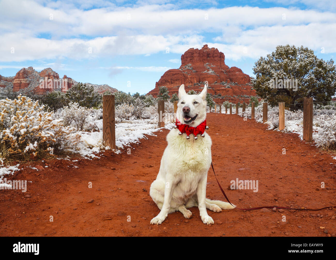 Are Collar Bells Bad Dog