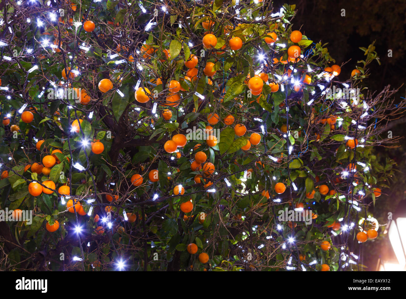 Christmas tangerines with lights in Athens Stock Photo Alamy