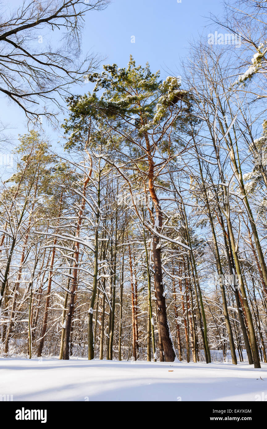 snowy winter forest Stock Photo - Alamy