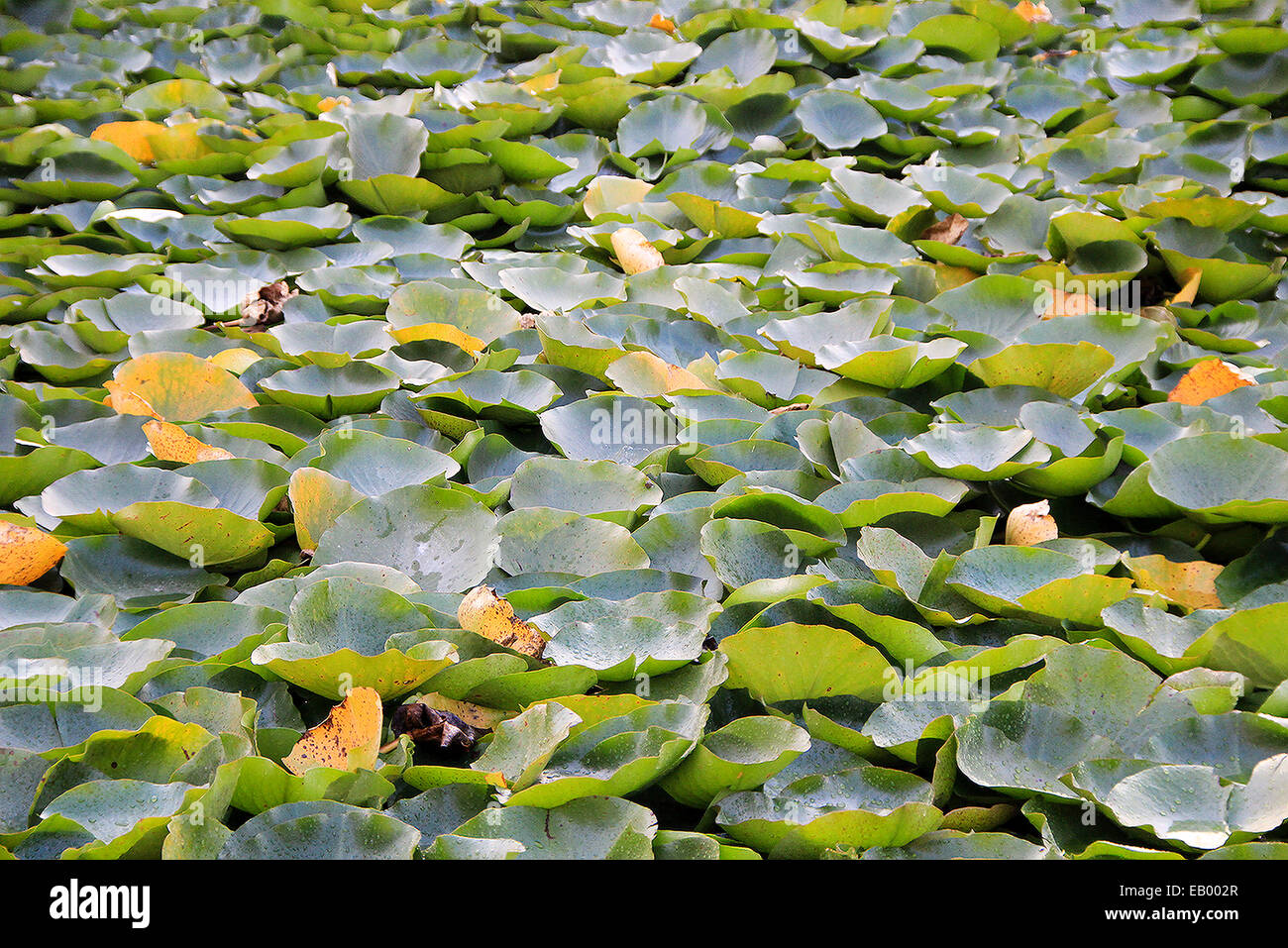 Floating stratum of green and pink leaves in lotus pond Stock Photo