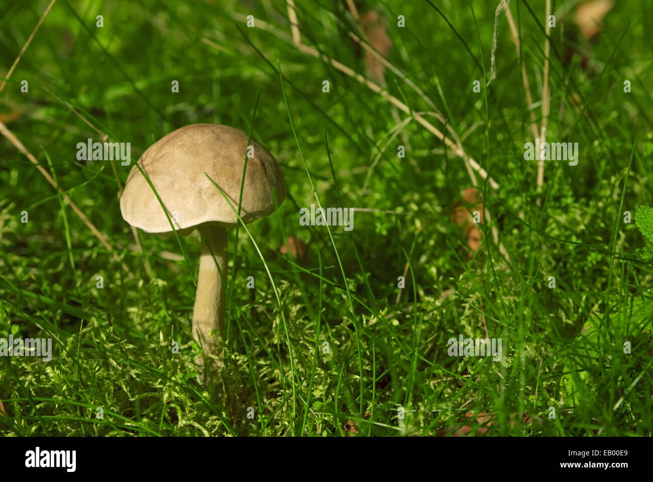 Browncap boletus edible mushroom in the forest Stock Photo Alamy