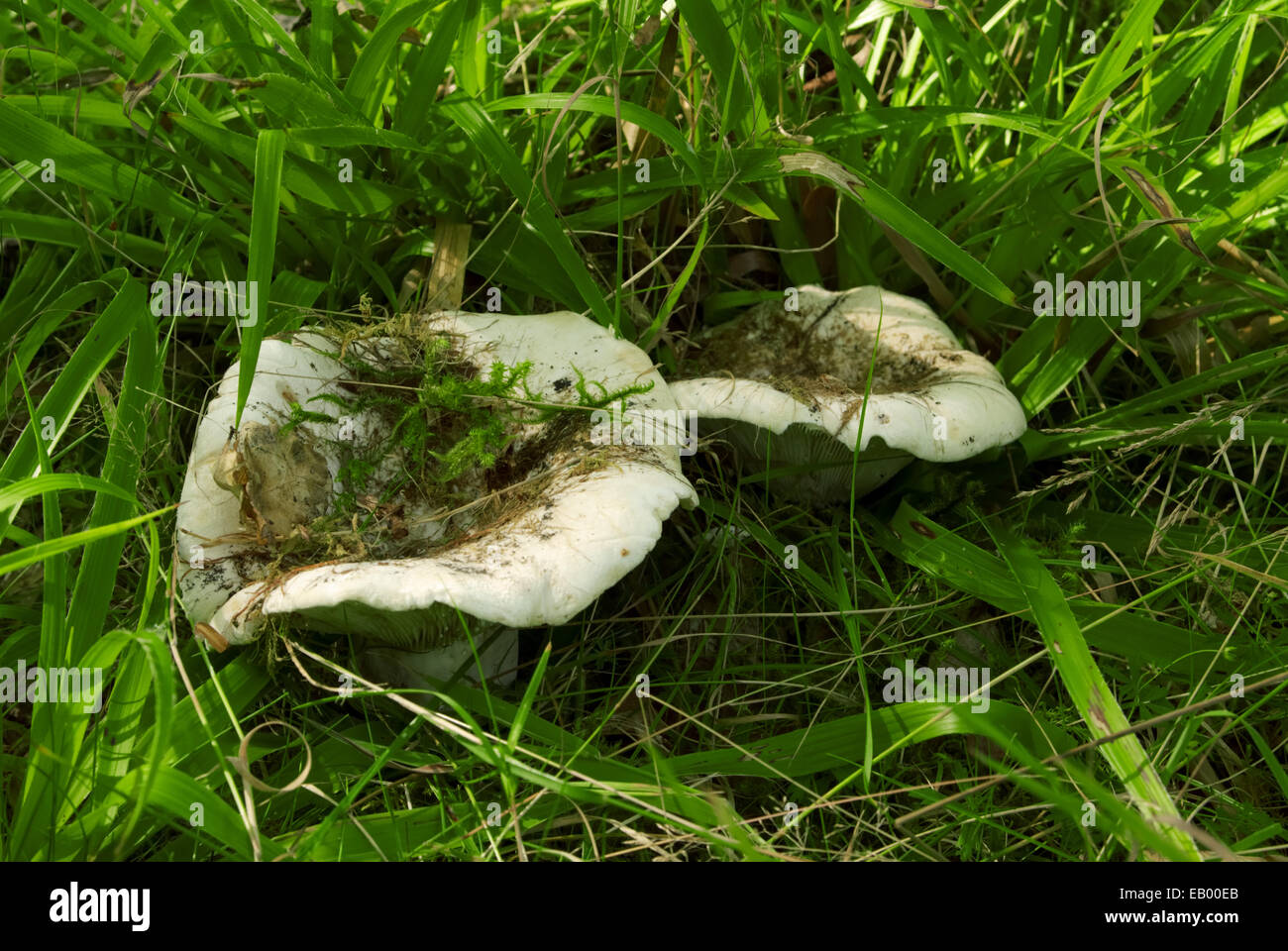 Lactifluus piperatuspeppery milk-cap mushrooms in the forest Stock Photo