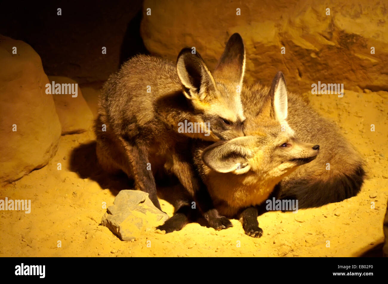 Bat-eared fox, Otocyon megalotis, family Stock Photo - Alamy