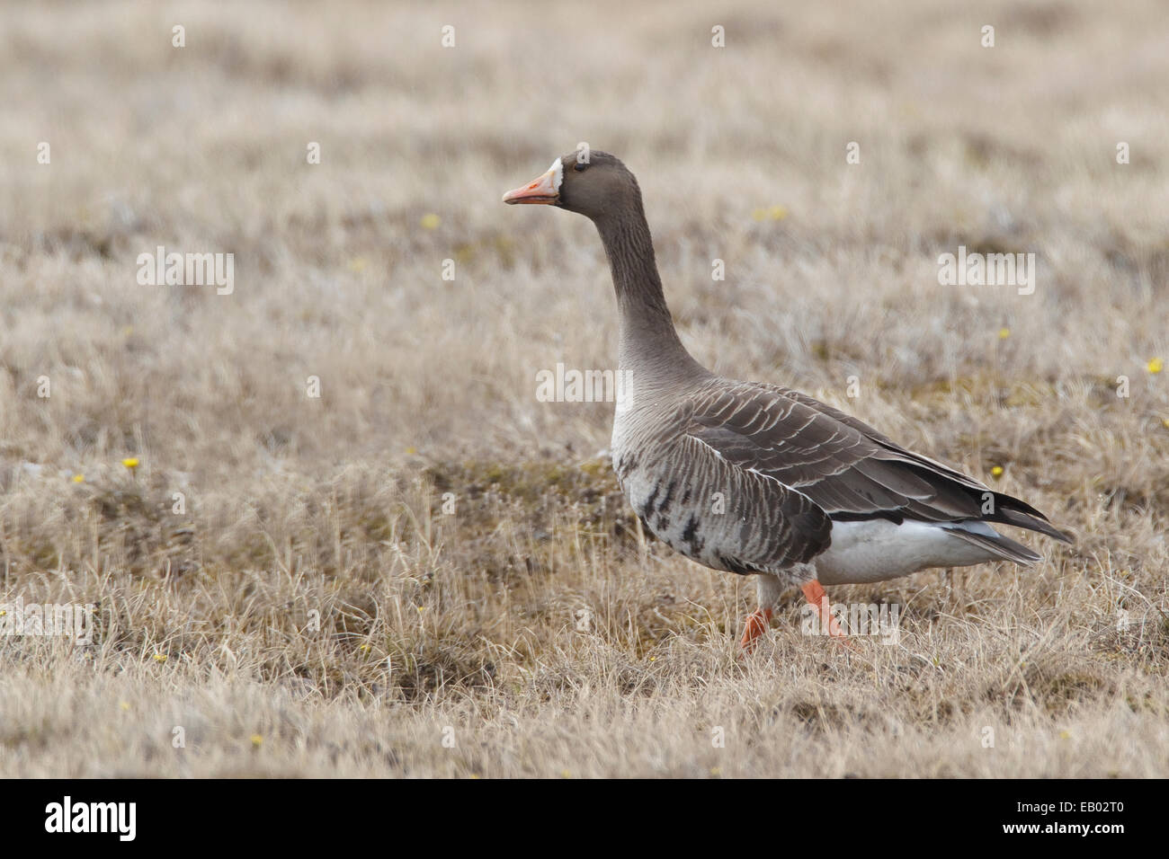 Greater White-fronted Goose - Anser albifrons Stock Photo