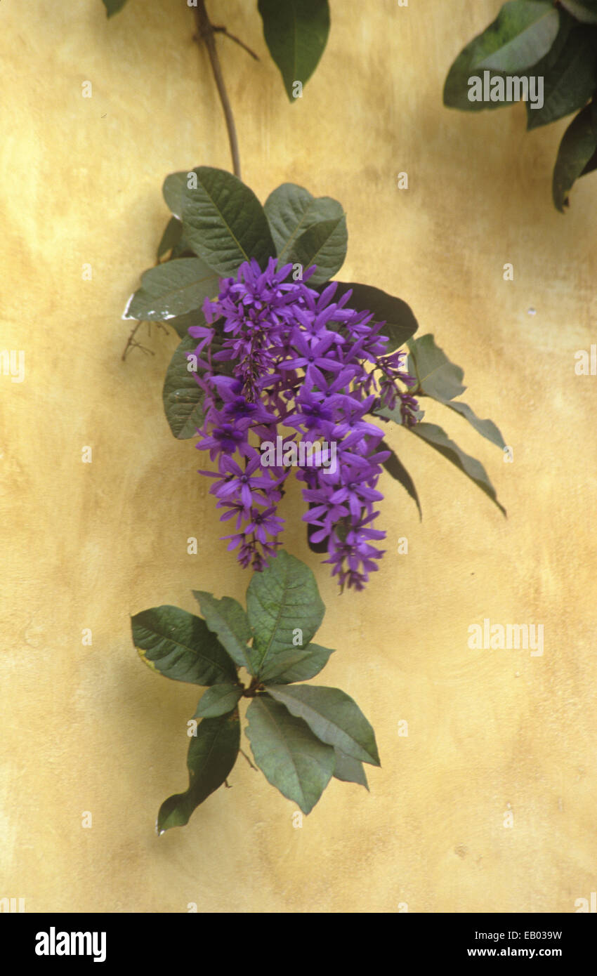 Flower detail, Antigua, Guatemala, Central America Stock Photo