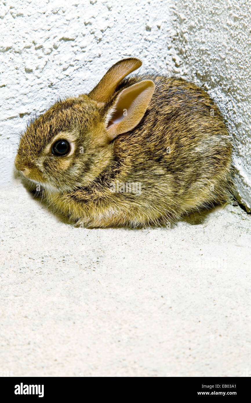Young Eastern Cottontail, rabbit, Sylvilagus floridanus, corner of porch, Tampa, FL Stock Photo