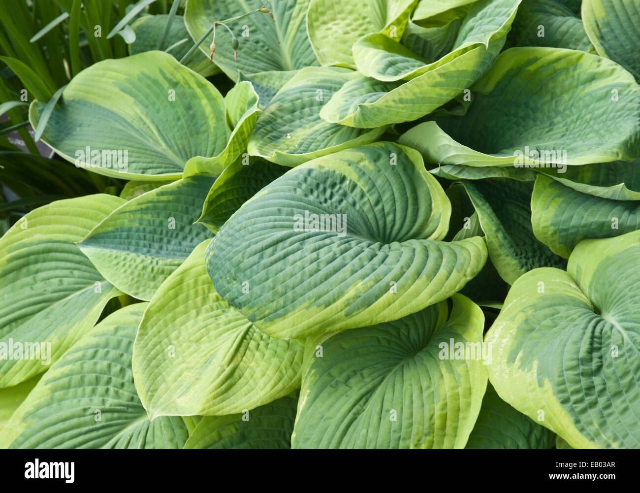 HOSTA 'FRANCES WILLIAMS' Stock Photo