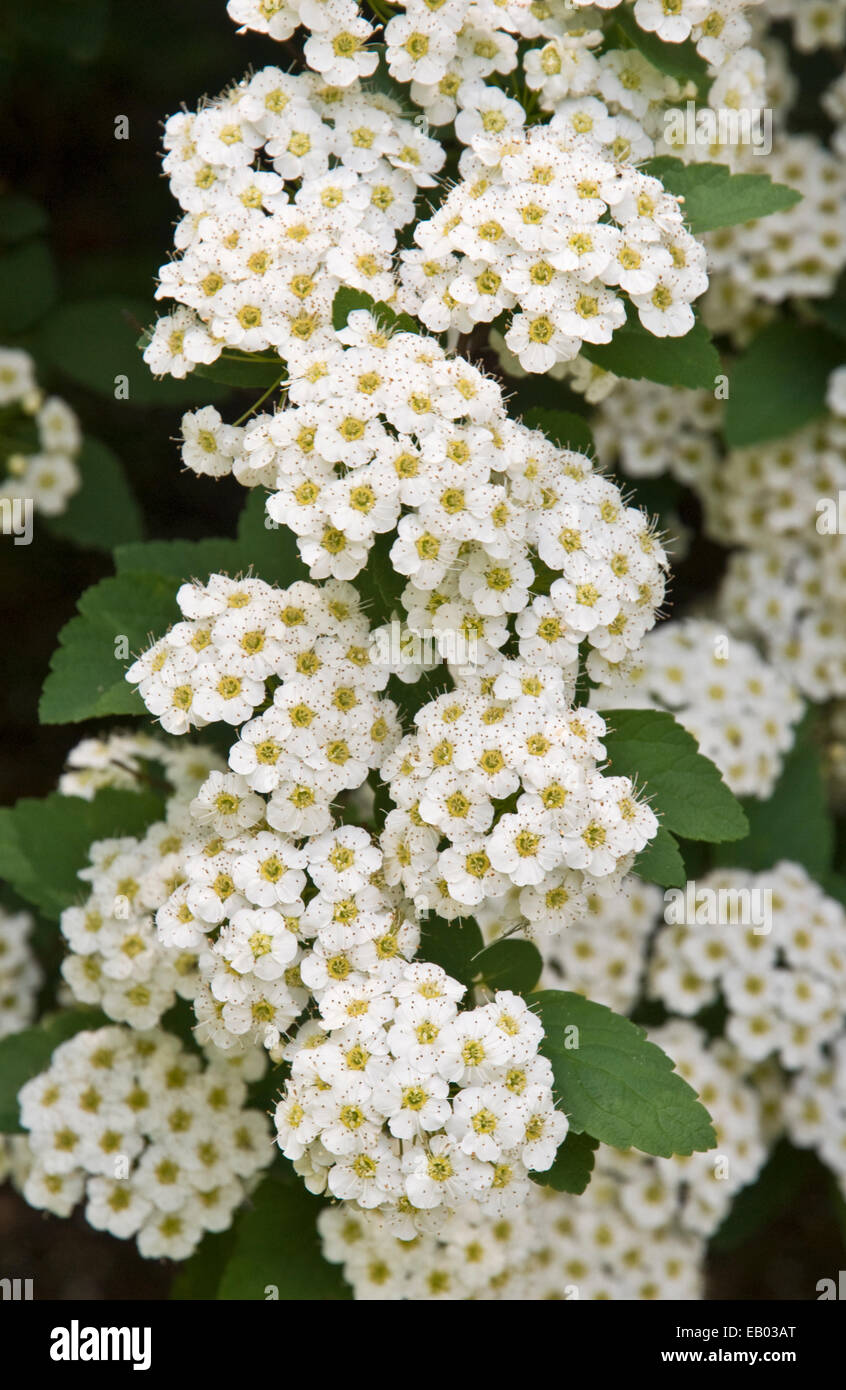 THREE-LOBED SPIREA - SPIRAEA TRILOBATA Stock Photo