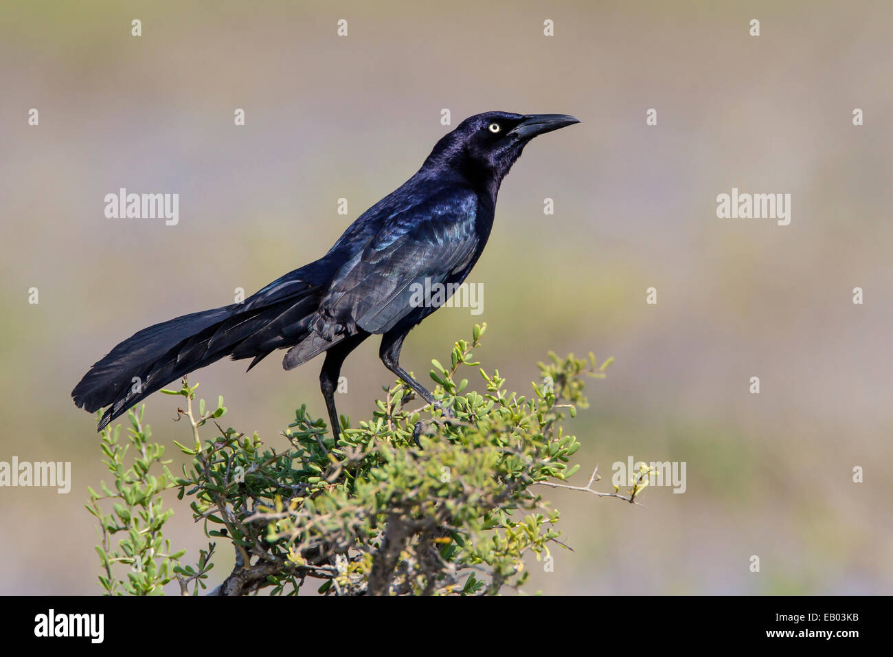 Great-tailed Grackle - Quiscalus mexicanus - male Stock Photo - Alamy