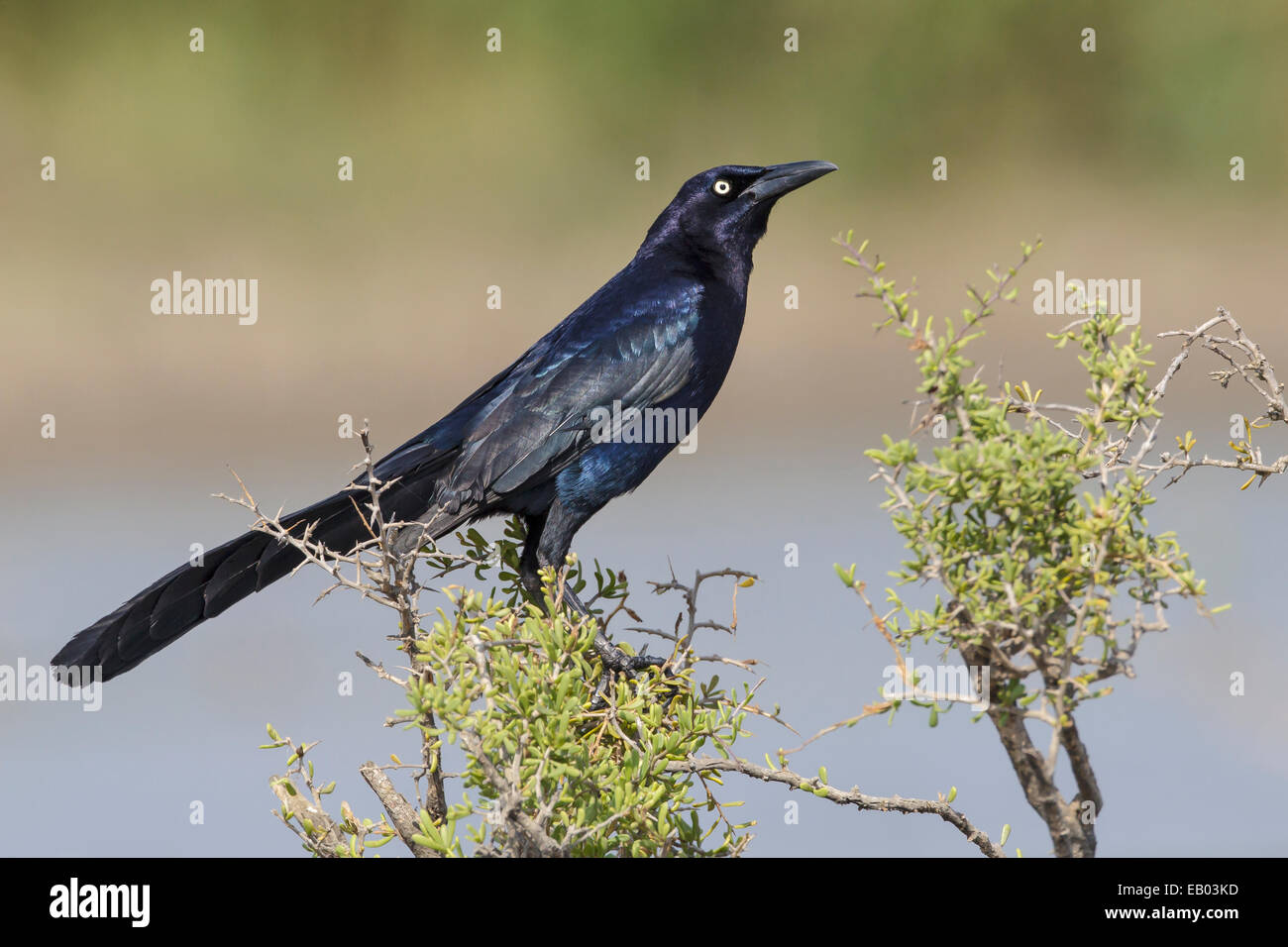 Great-tailed Grackle - Quiscalus mexicanus - male Stock Photo