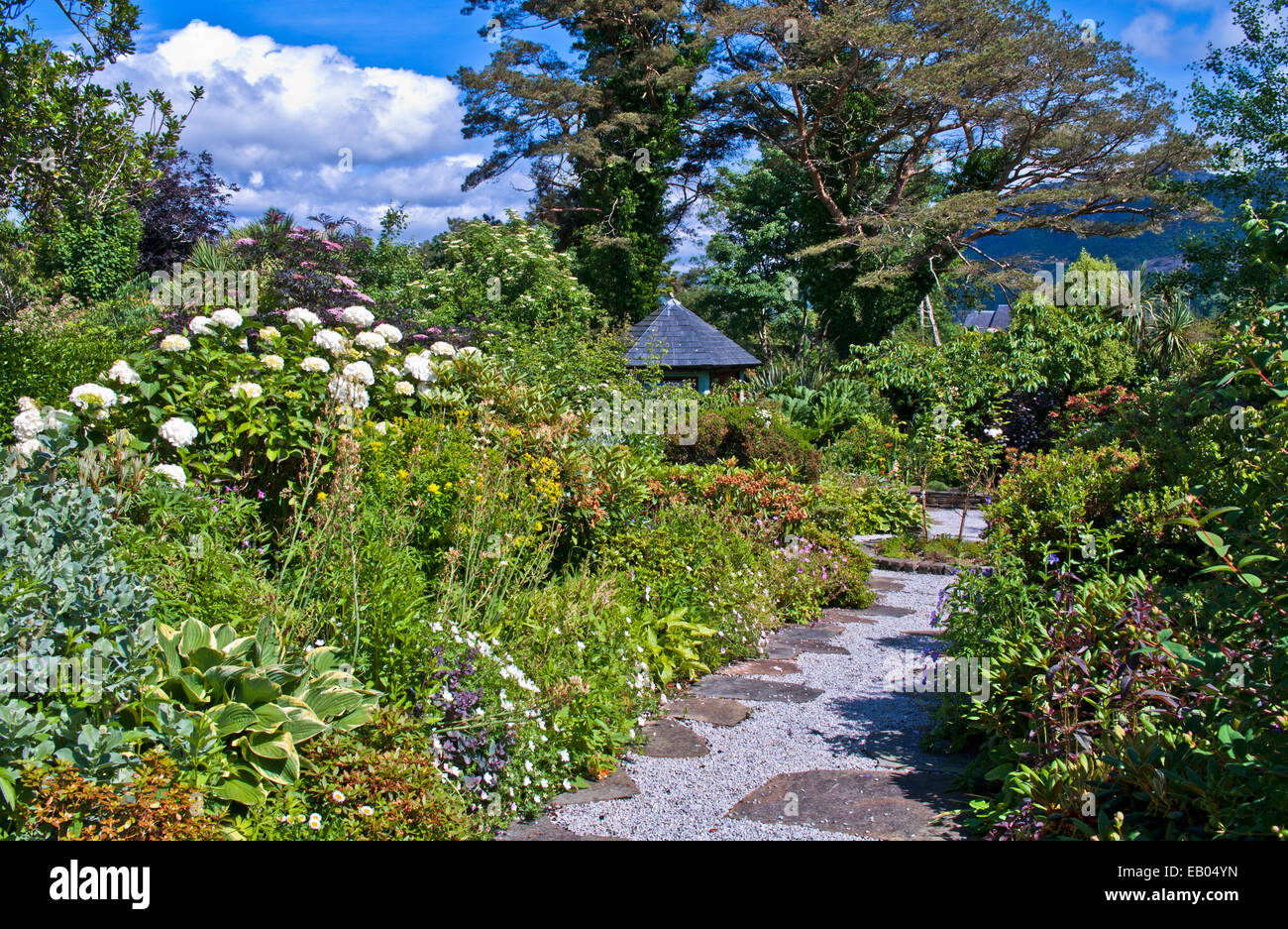 Lush sheltered garden with shrubs and herbaceous borders in flower in summer sunshine, Plockton, Wester Ross, Scottish Highlands Stock Photo
