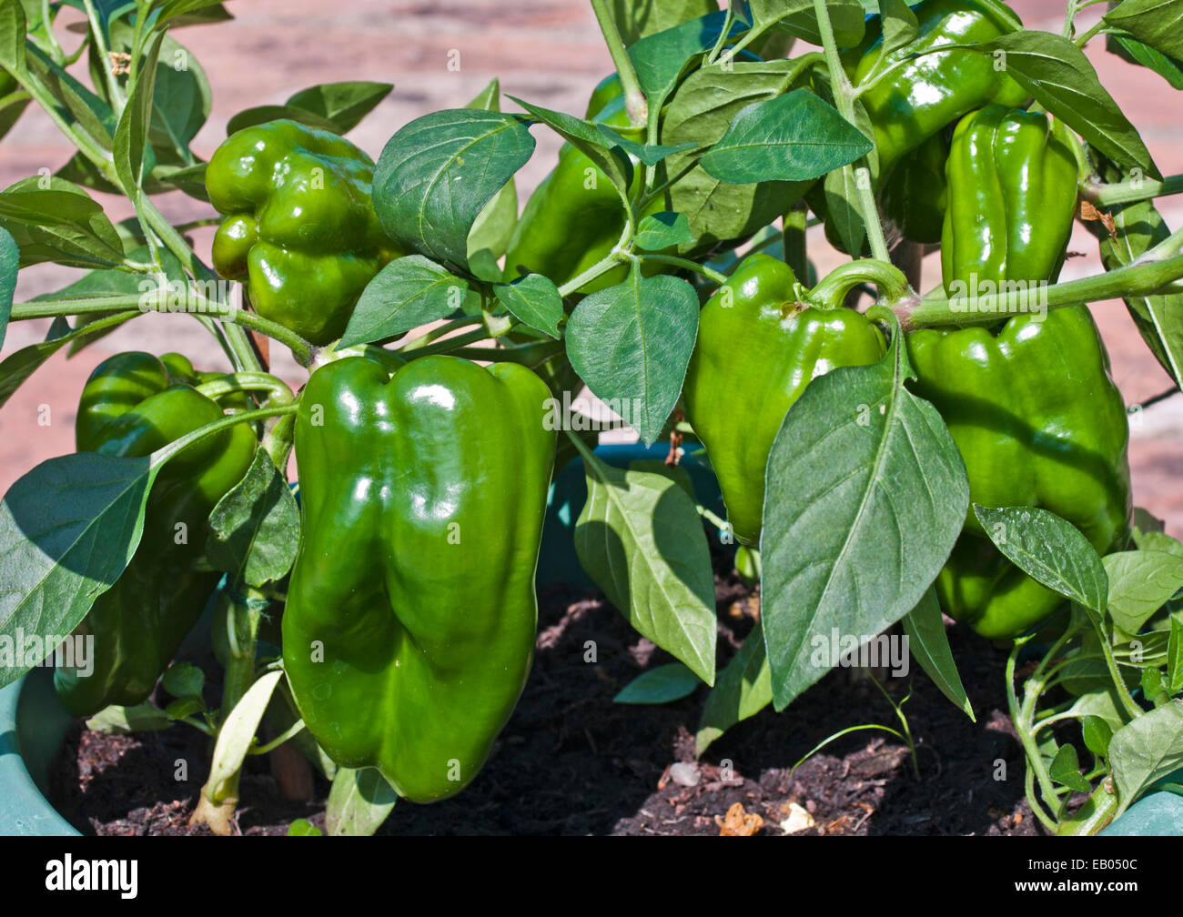 Maturing fruits hires stock photography and images Alamy
