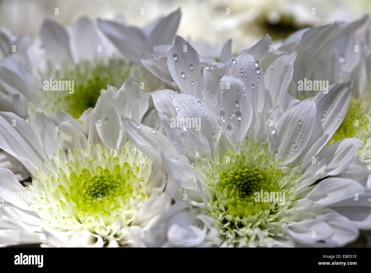 Macro shot of white chrysanthemums, Novato, California, USA. Stock Photo