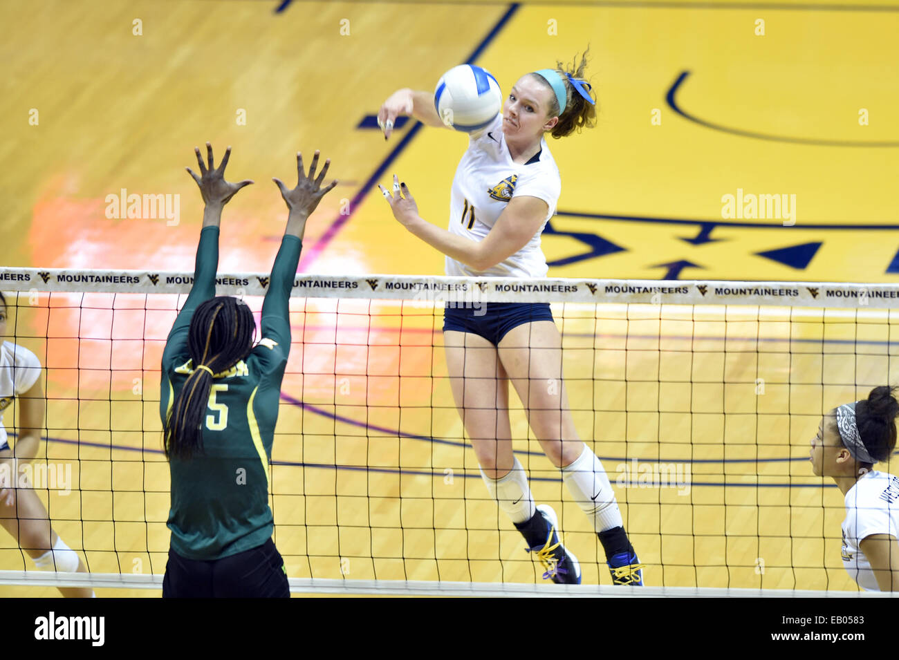 Morgantown, West Virginia, USA. 22nd Nov, 2014. West Virginia outside hitter JORDAN ANDERSON (11) goes up for a spike at the net in a Big 12 conference volleyball match between WVU and Baylor that is being played at the Coliseum in Morgantown, WV. WVU beat Baylor in straight sets. © Ken Inness/ZUMA Wire/Alamy Live News Stock Photo