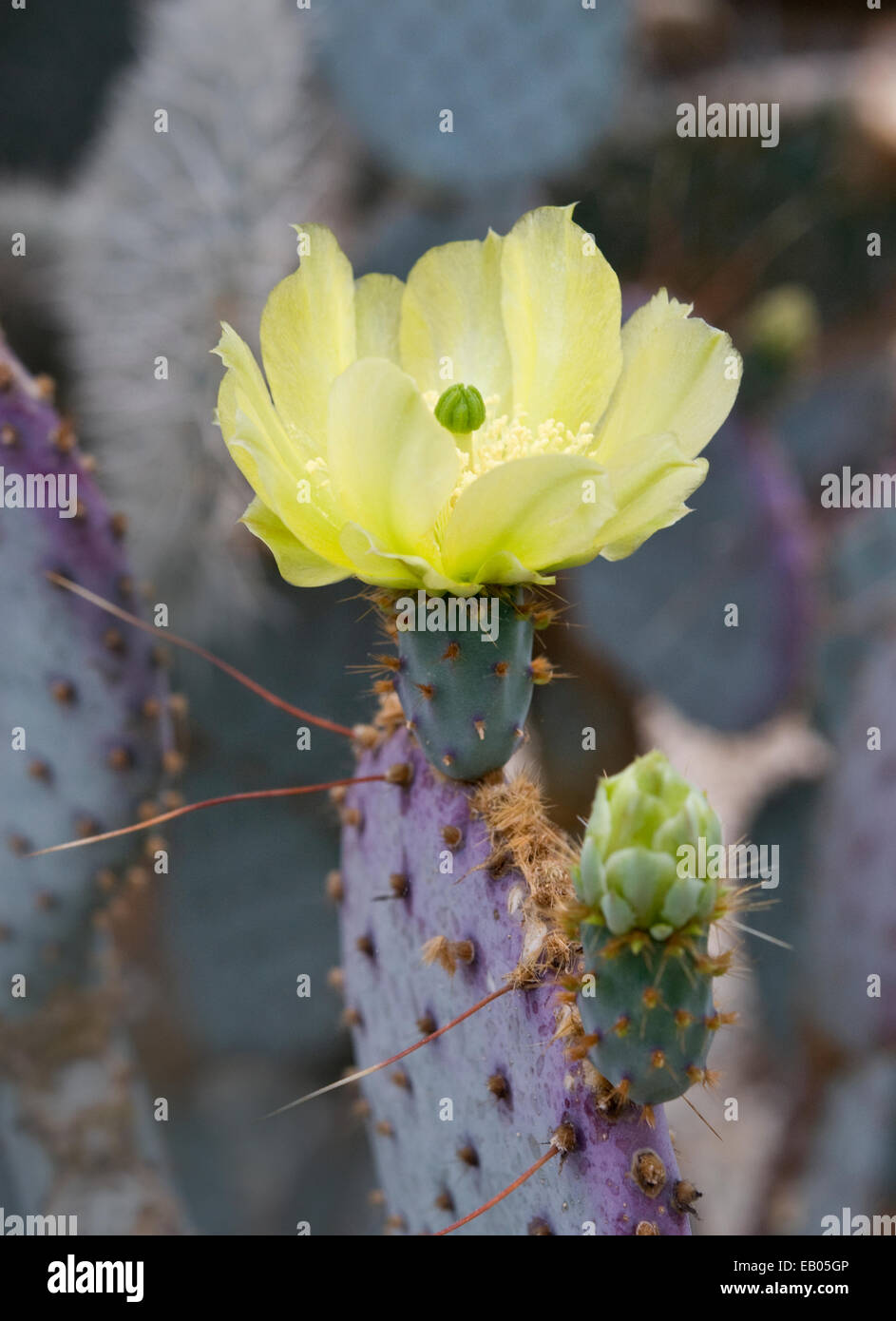 PURPLE PRICKLYPEAR OPUNTIA SANTARITA Stock Photo Alamy