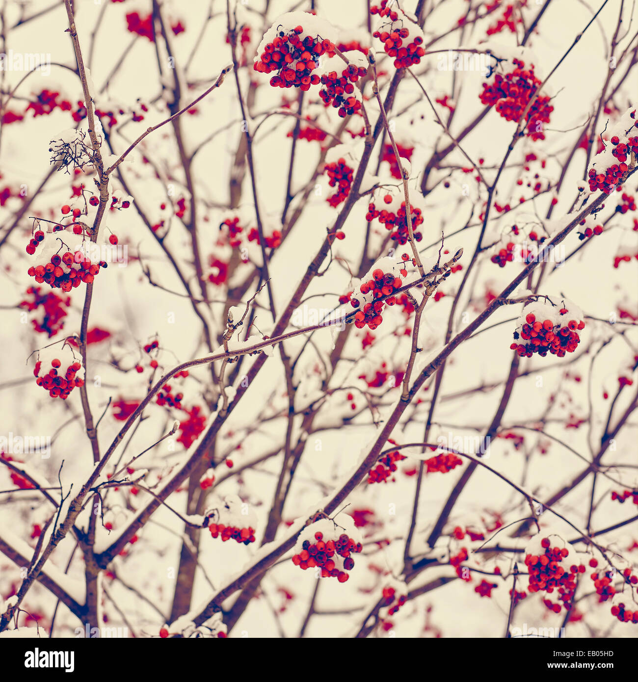 Rowan berries and snow - tinted color image Stock Photo