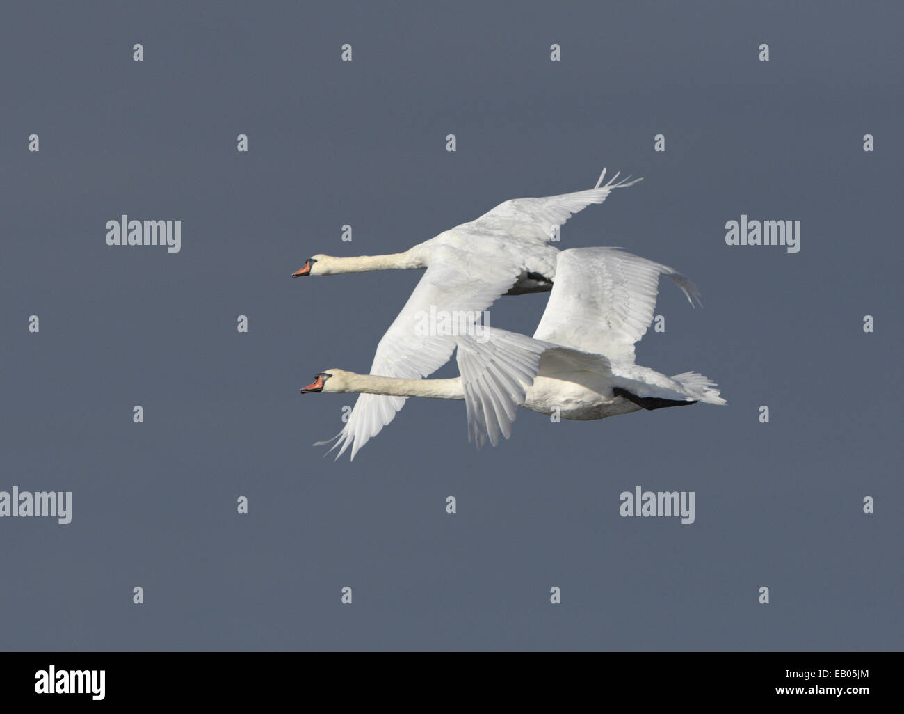 Mute Swan - Cygnus olor Stock Photo