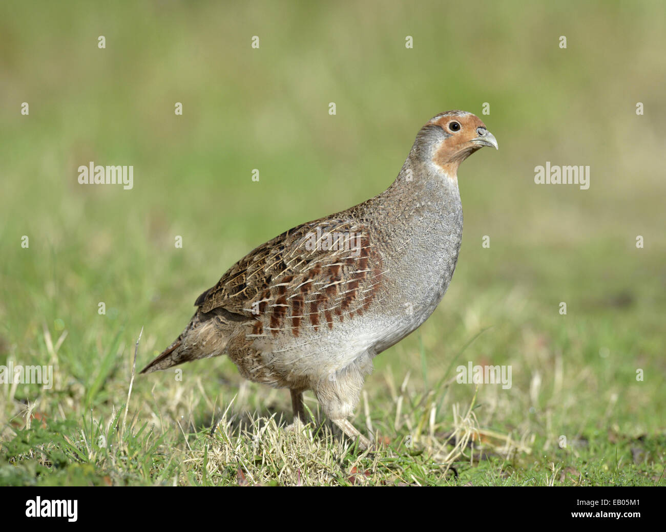 Grey Partridge - Perdix perdix - female Stock Photo