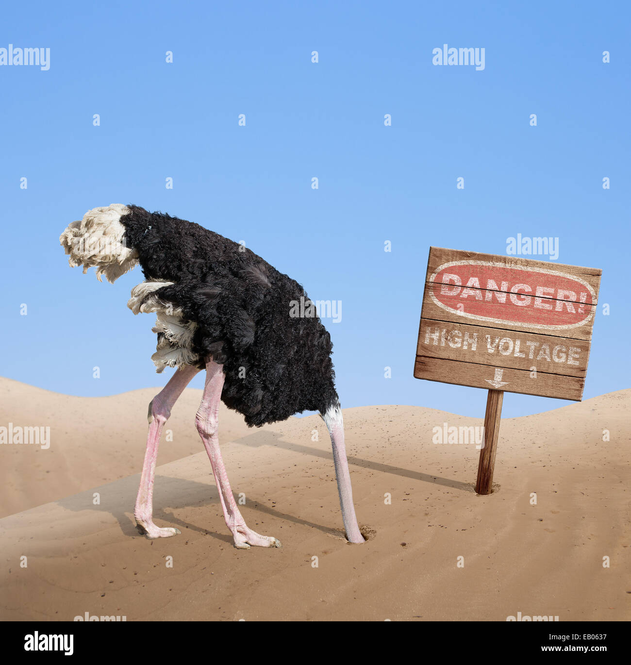 scared ostrich burying head in sand under danger sign Stock Photo
