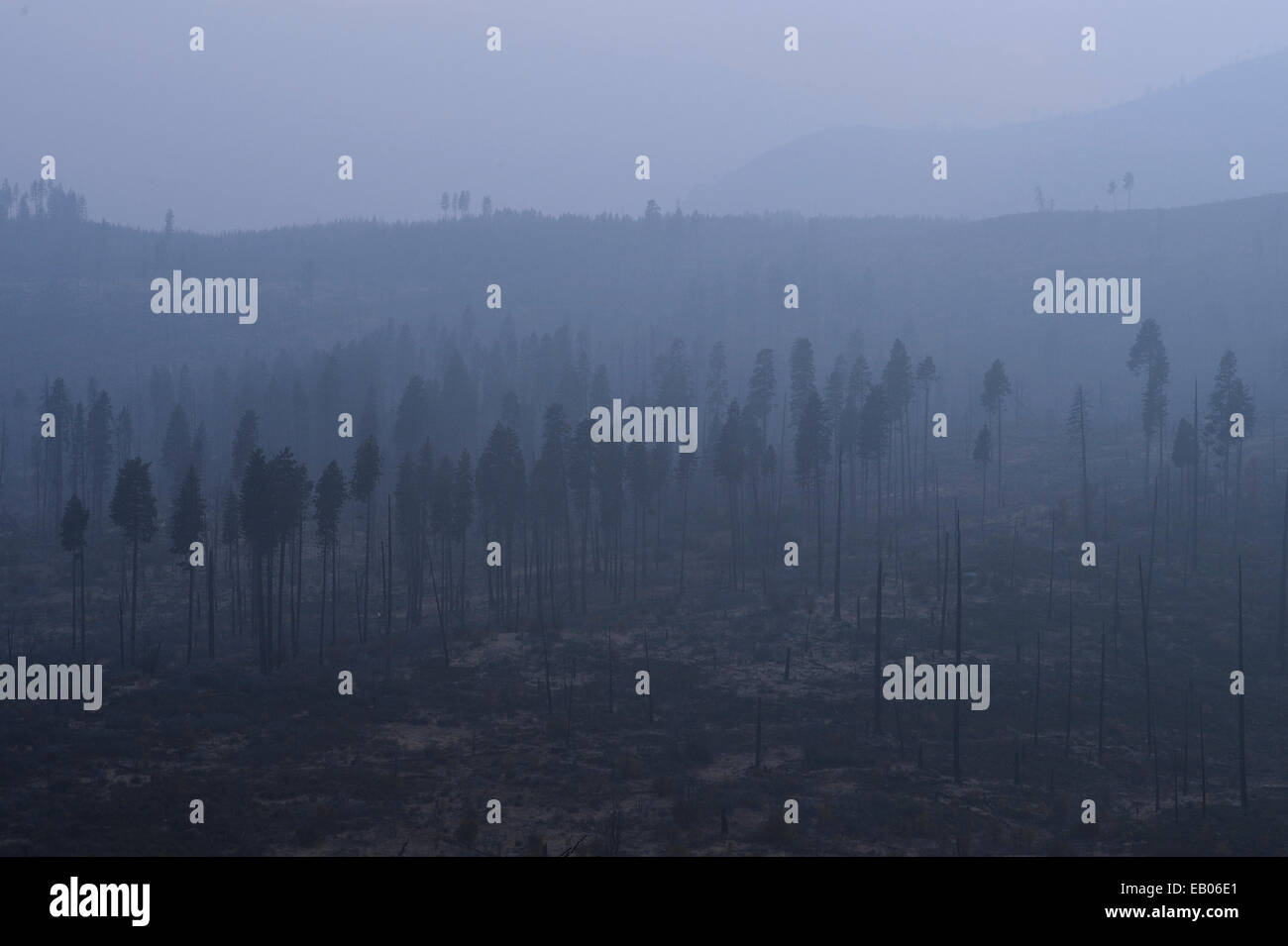 A blanket of fog lays heavily amidst the aftermath of a forest fire