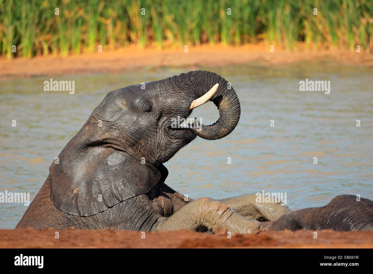 An African elephant (Loxodonta africana) playing in a waterhole, Addo Elephant National Park, South Africa Stock Photo