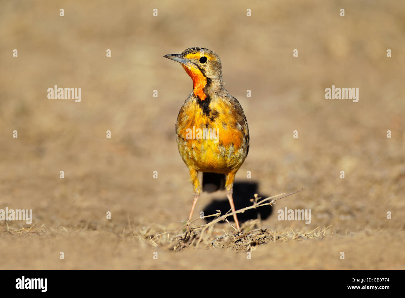 A colorful Cape longclaw (Macronyx capensis), South Africa Stock Photo