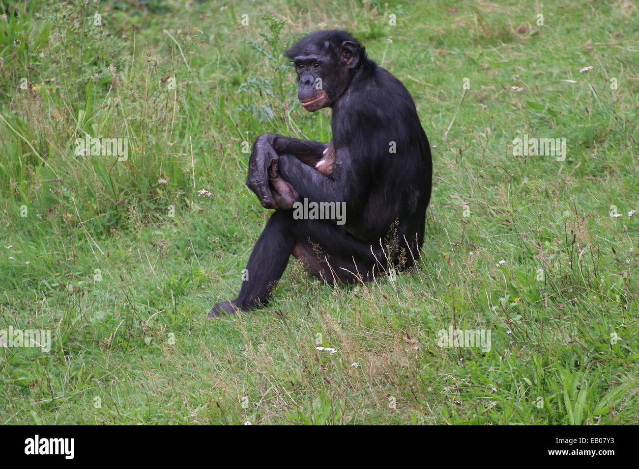 Mature Female Bonobo or (formerly) Pygmy Chimpanzee (Pan Paniscus) in a natural setting Stock Photo