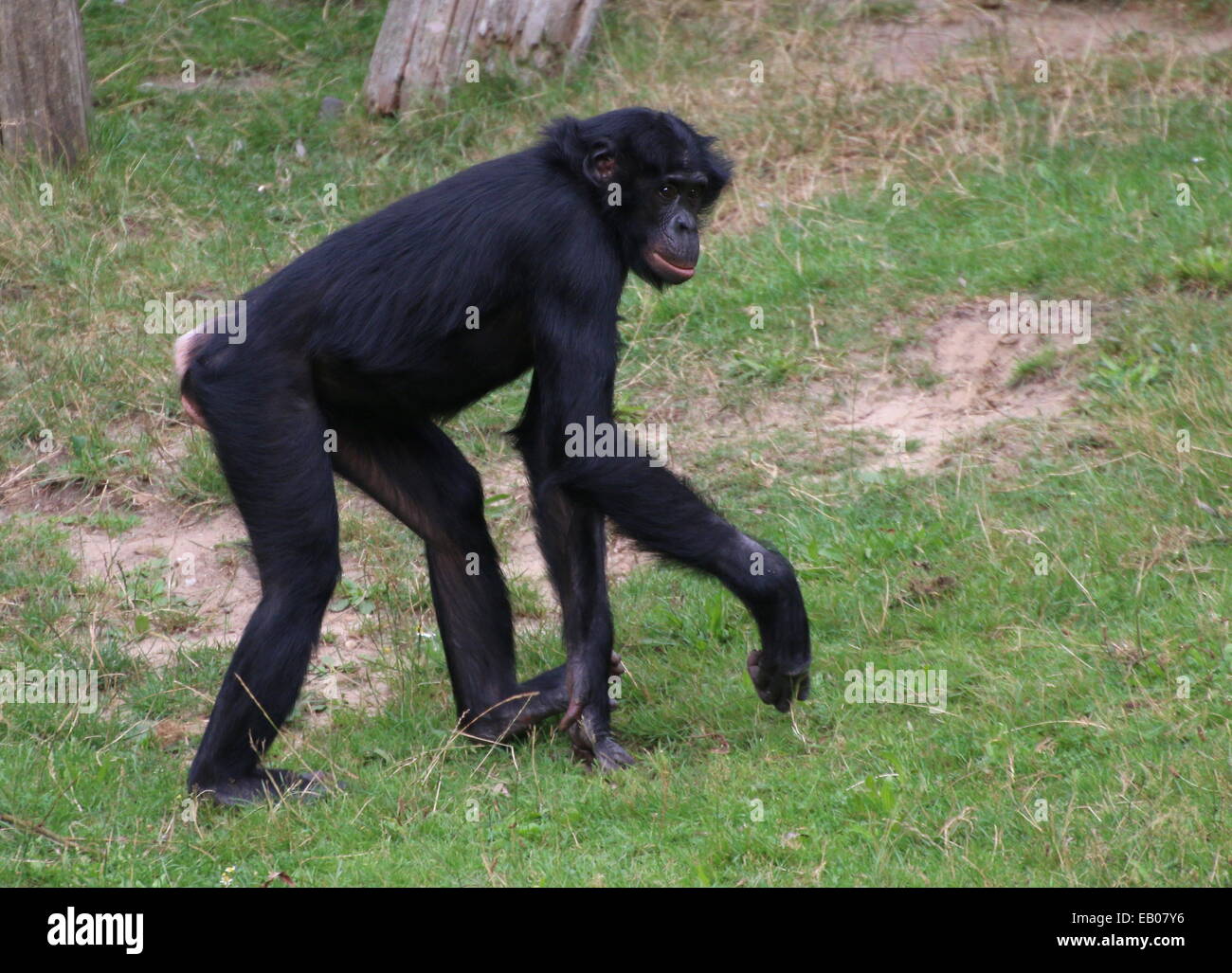 Mature  Bonobo or (formerly) Pygmy Chimpanzee (Pan Paniscus) in a natural setting Stock Photo