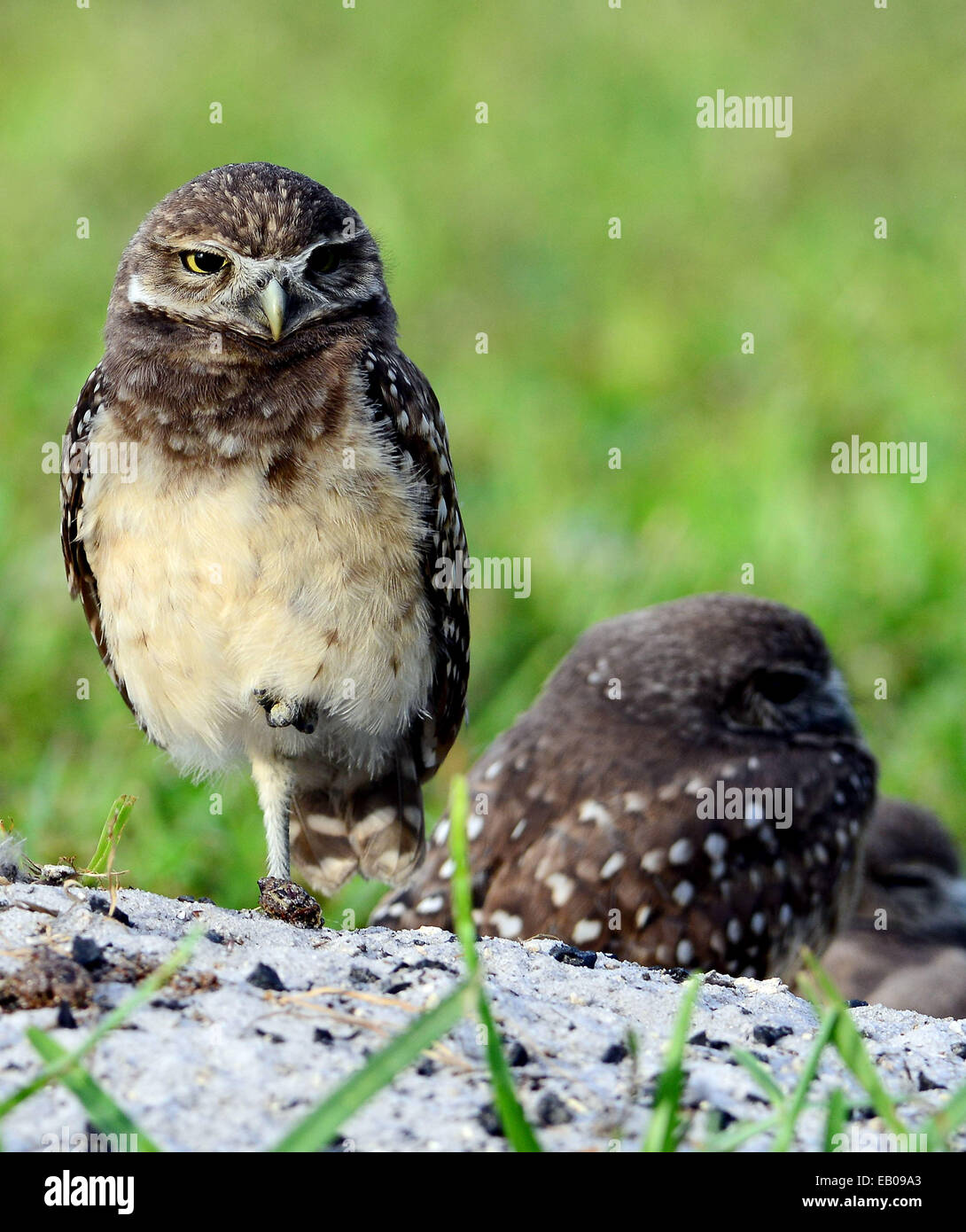 This adorable family of burrowing owls have set up an unusual home in ...