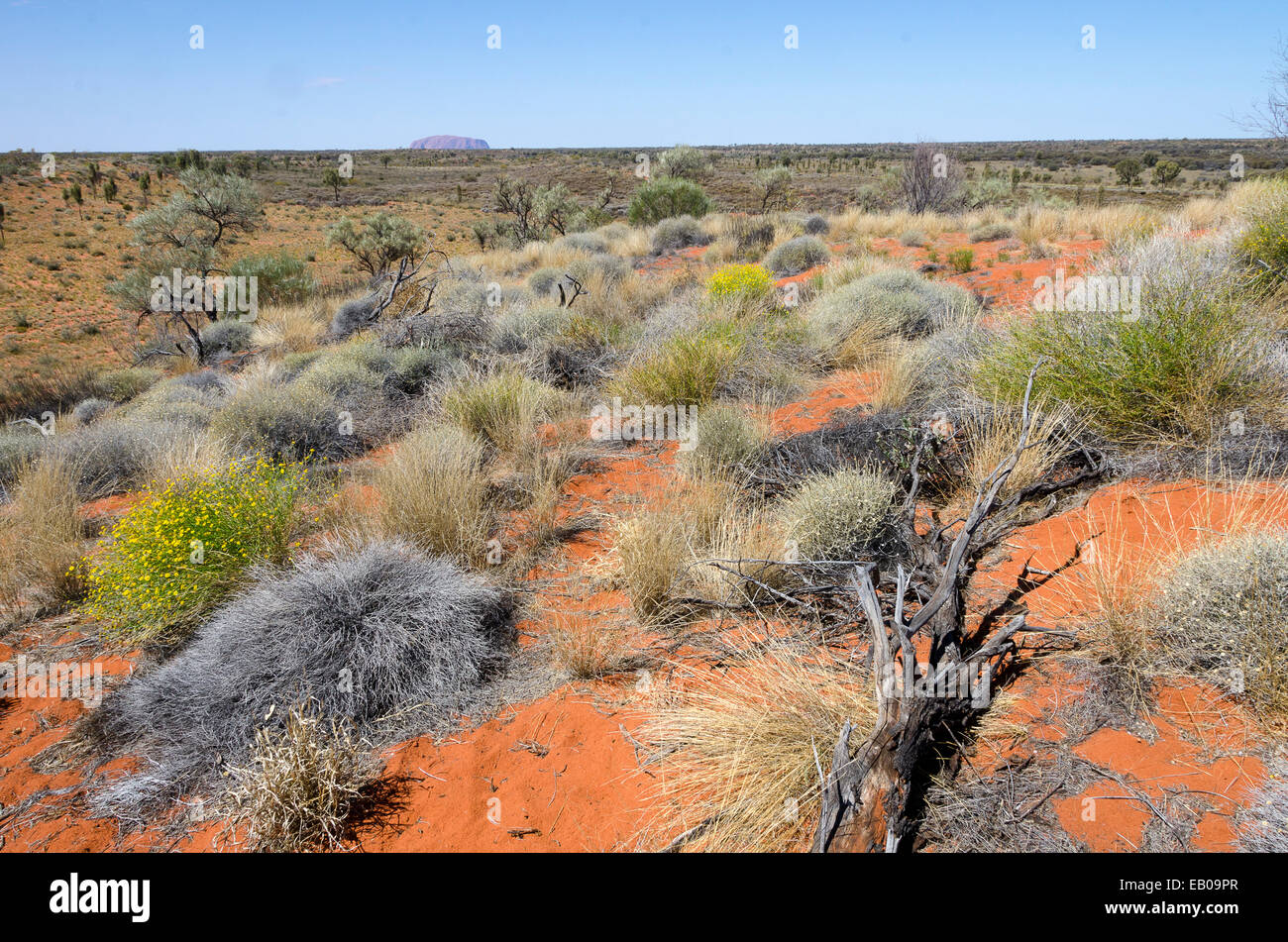 Plants in red desert, Ayers Rock, Uluru, Northern Territory, Australia Stock Photo