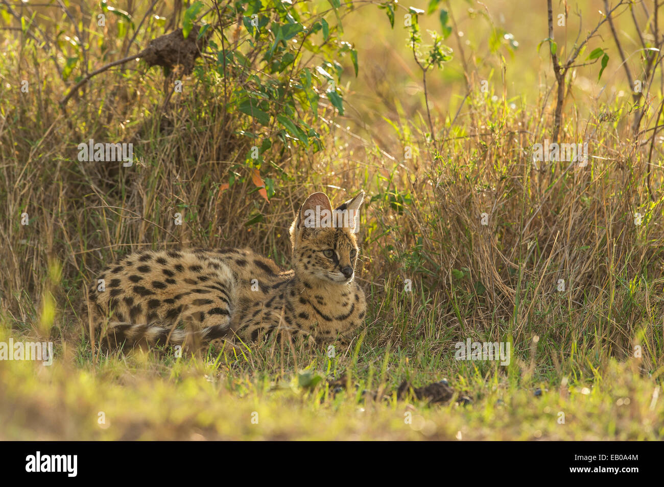 Serval cat resting in the grasslands of Masai Mara Stock Photo - Alamy