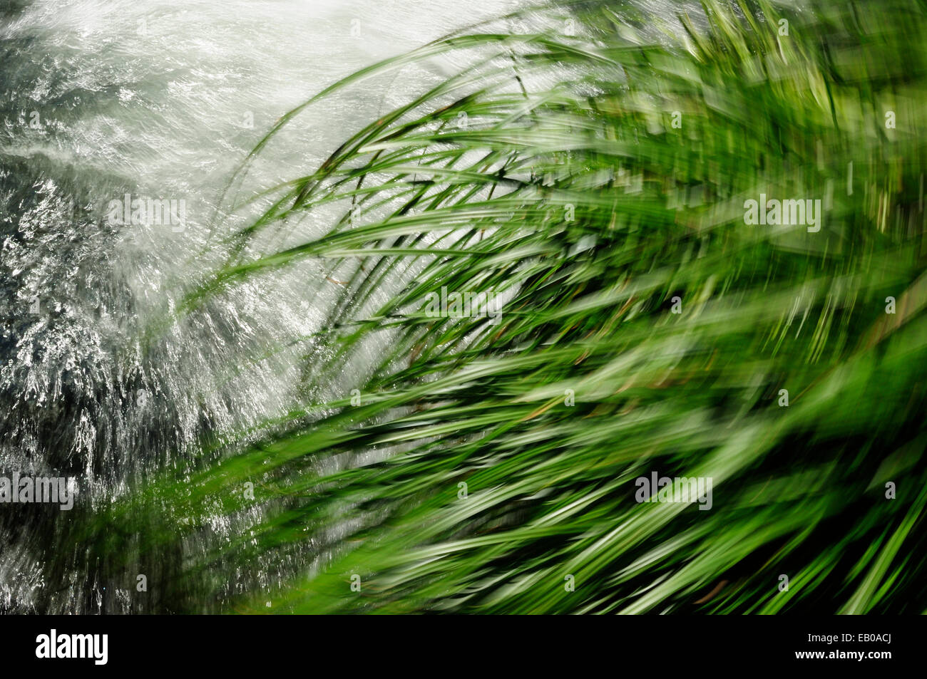 Tufted sedge moving with the current Stock Photo