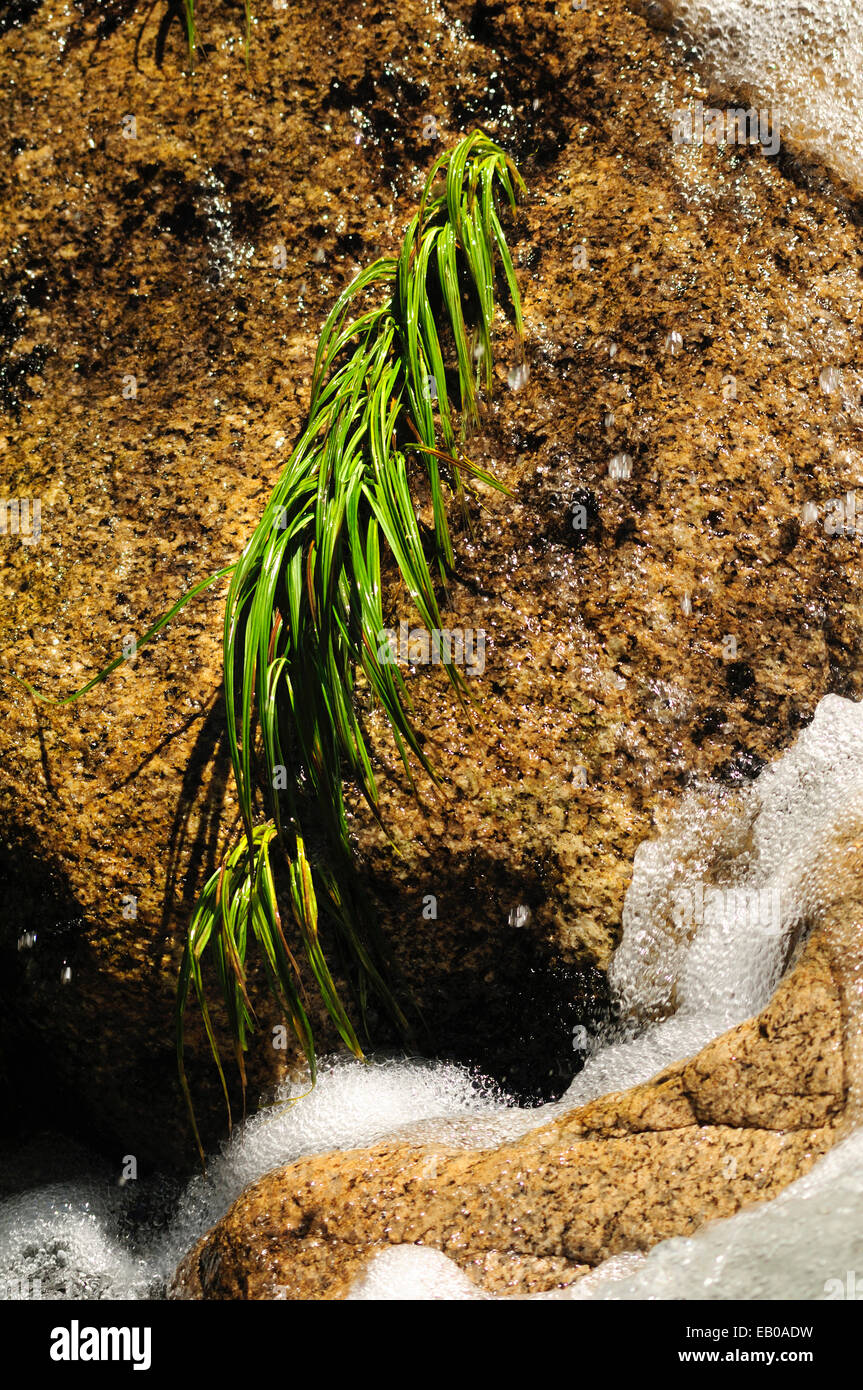 Tufted sedge colonising a crevice beside the river. Stock Photo