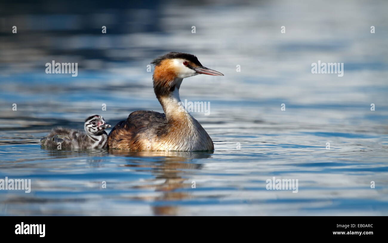 Crested grebe duck, podiceps cristatus, and baby floating on water lake Stock Photo