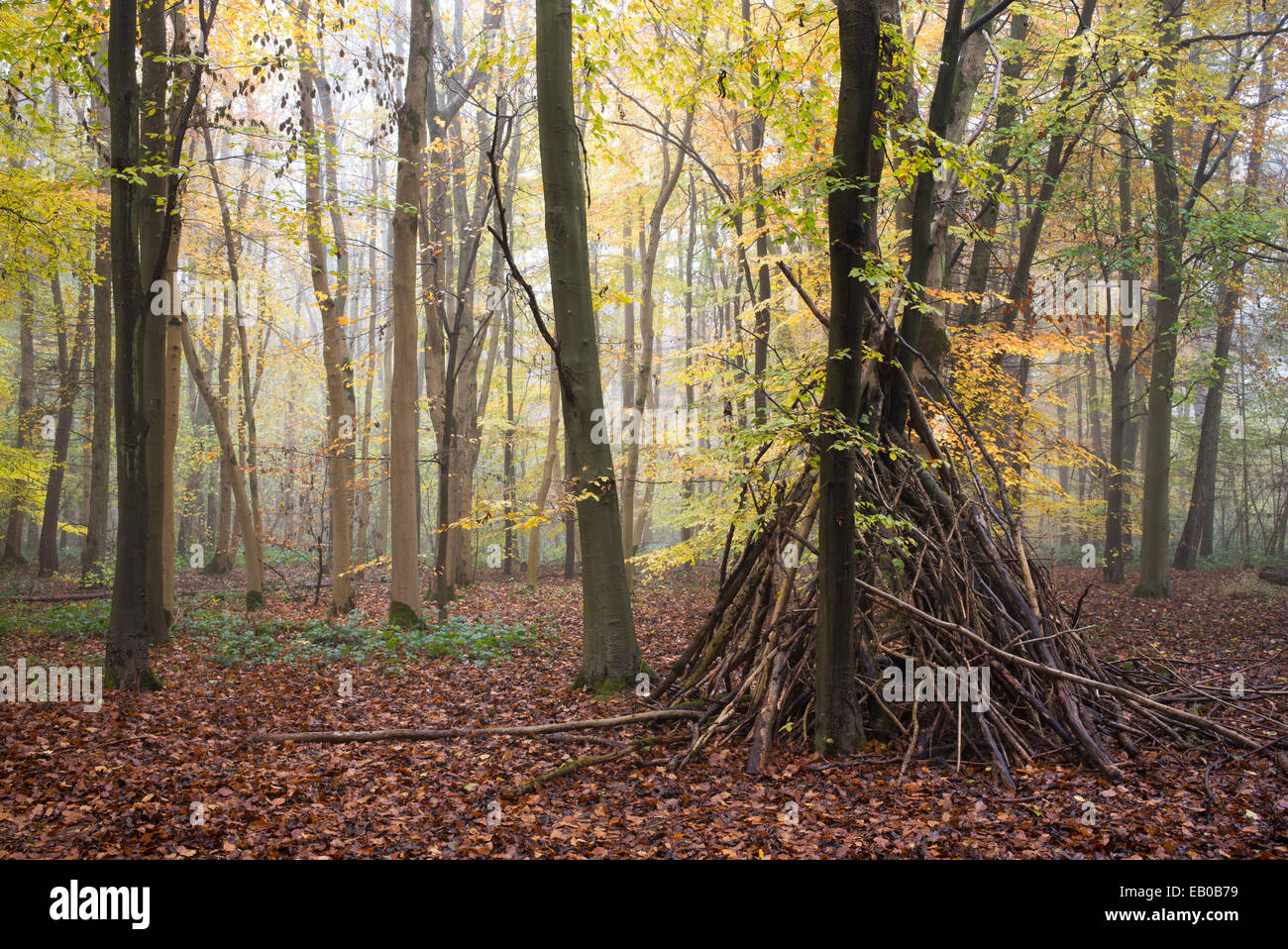 Wood Wigwam / Den in a misty autumn beech woodland in the English Countryside Stock Photo