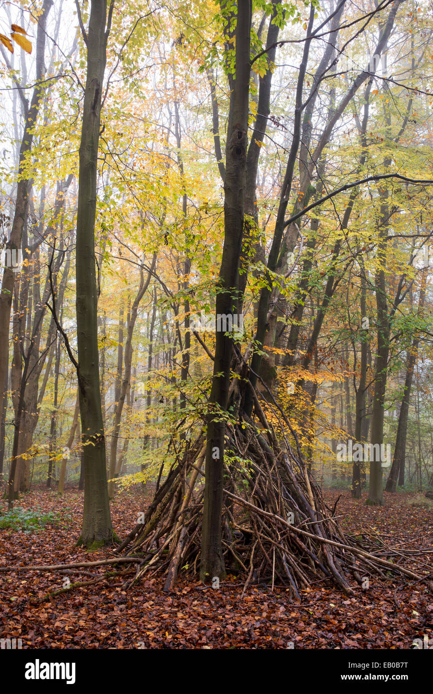 Wood Wigwam / Den in a misty autumn beech woodland in the English Countryside Stock Photo