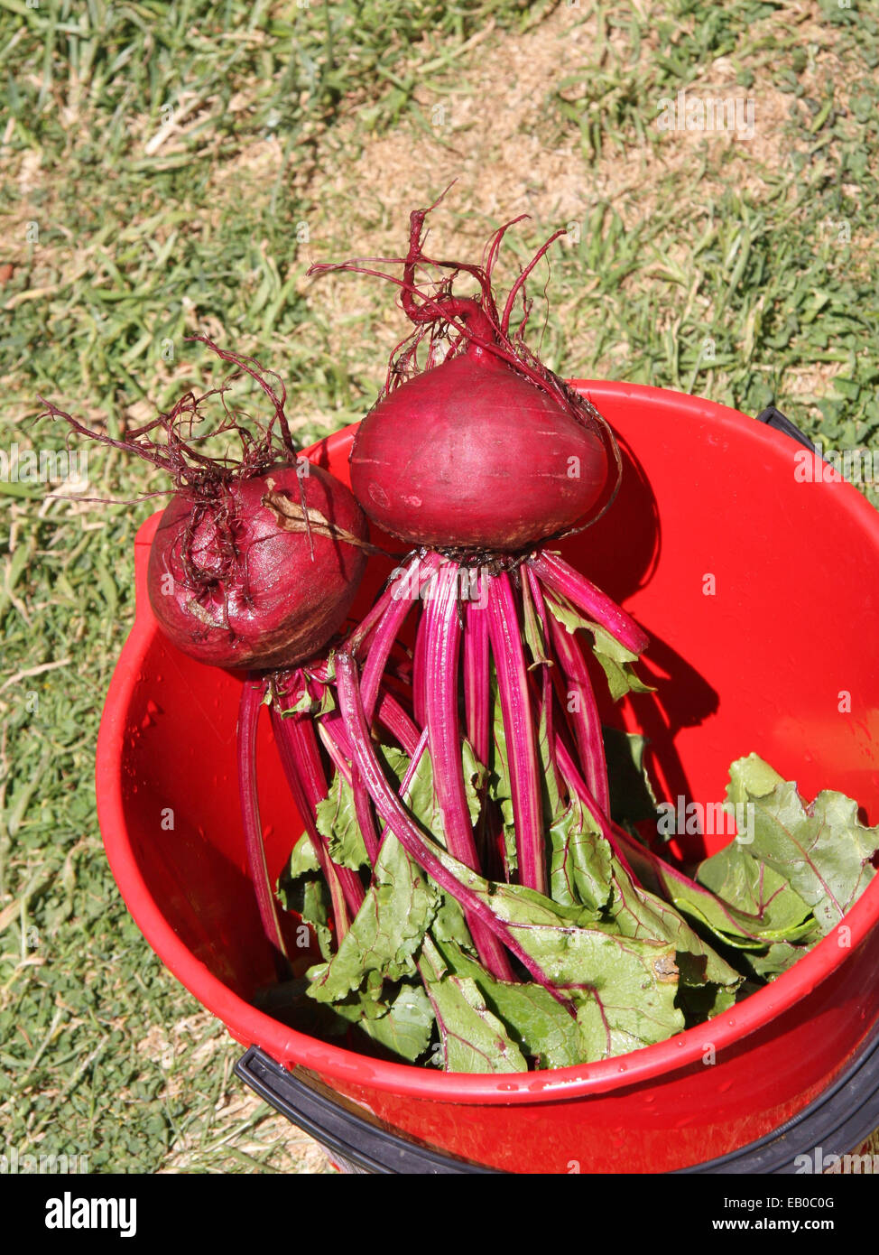 Freshly Harvested And Washed Beetroots Stock Photo