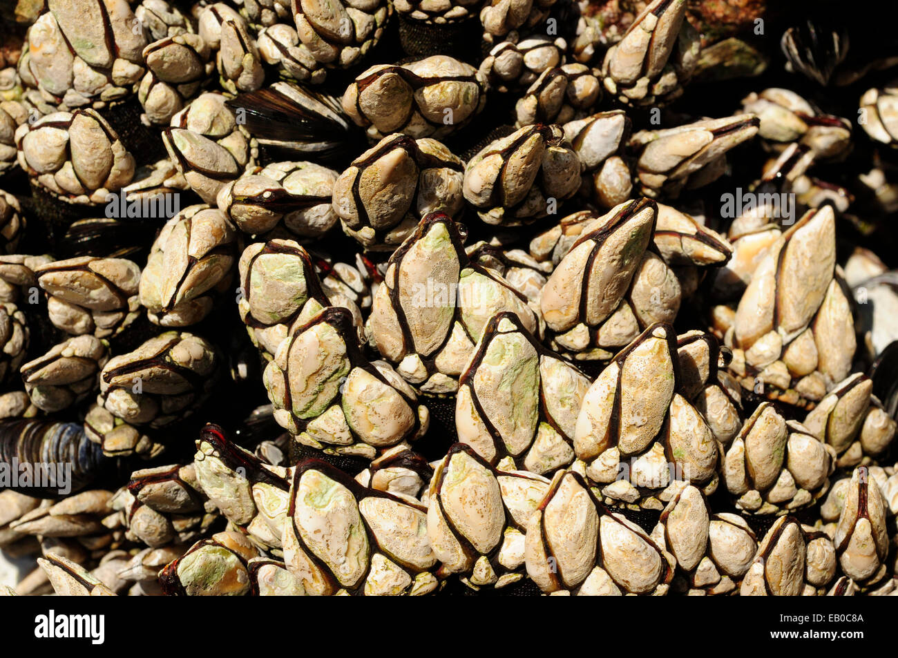 Goose barnacles (Pollicipes pollicipes) Stock Photo