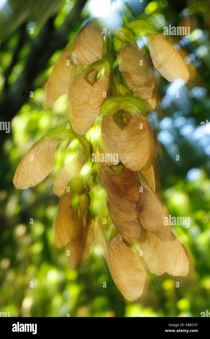 Seeds of the Sycamore maple (Acer pseudoplatanus Stock Photo Alamy