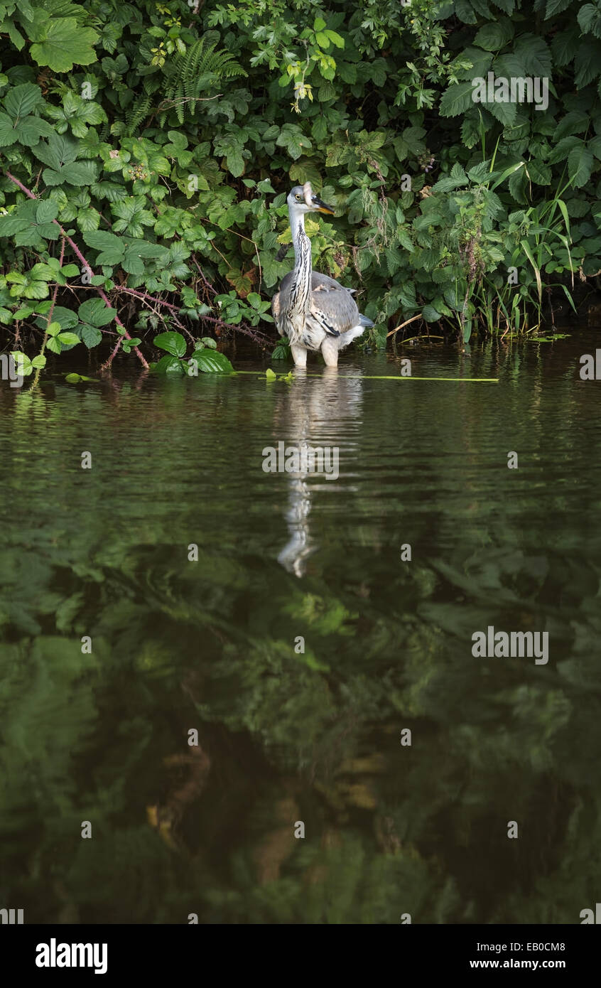 Heron hunting fish in the canals in Carnforth, Lancashire Stock Photo