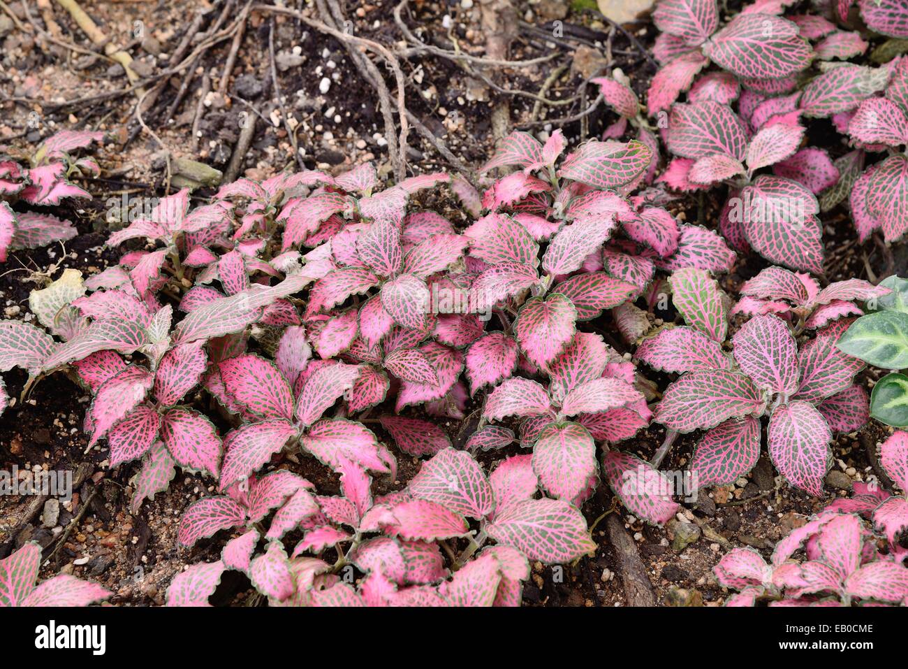 a colony of red colored fitonia in a garden Stock Photo