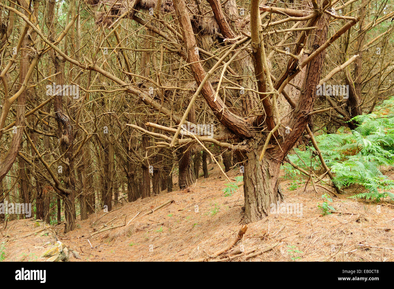 Coniferous forest. Galicia, Spain. Stock Photo